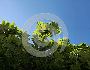 Green leaves on a sky background photo