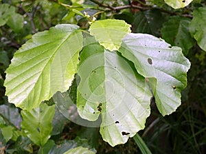 Green leaves with slits close up