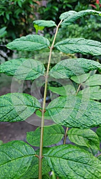 Green leaves with small branches are very attractive