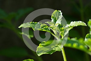 Green leaves and small flowers of Ocimum tenuiflorum or Ocimum sanctum (Holy basil, Thai basil, tulsi)