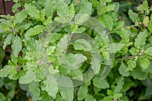 Green leaves and small flowers of Ocimum tenuiflorum or Ocimum sanctum Holy basil, Thai basil, tulsi ,Tulsi leaves background.