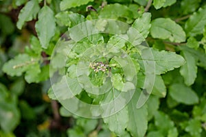 Green leaves and small flowers of Ocimum tenuiflorum or Ocimum sanctum Holy basil, Thai basil, tulsi ,Tulsi leaves background.