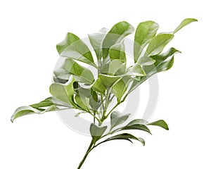 Green leaves, Small green foliage on twig isolated on white background with clipping path