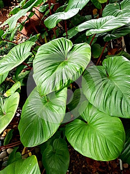 GREEN LEAVES OF SMALL PLANT IN GARDEN.