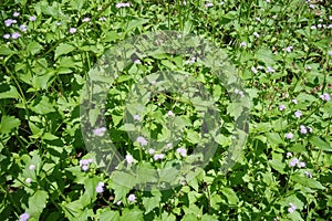 Green leaves with small purple flowers blooming