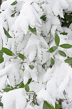 Green leaves in the snow