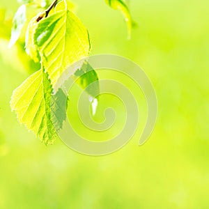 Green leaves on soft grass background