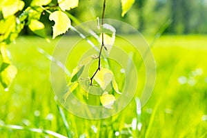 Green leaves on soft green grass