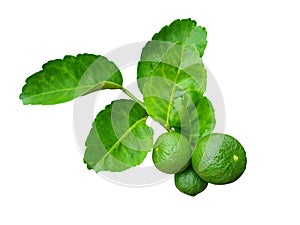 Green leaves and a spherical fruit of lime tree (Citrus aurantifolia) isolated on white background.