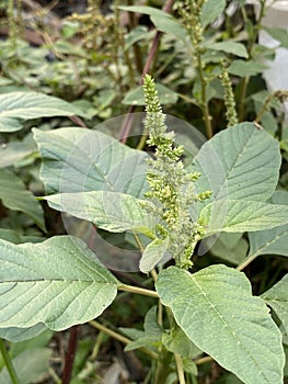 green leaves of a spinach plant