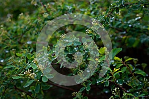 Green leaves of Spiraea nipponica Snowmound under the drops of spring rain. Natural floral texture. Soft selective focus photo