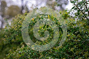 Green leaves of Spiraea nipponica Snowmound under the drops of spring rain. Natural floral texture. Soft selective focus photo