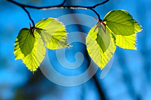 Green Leaves In Spring