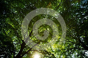 Green leaves on spring tree background. Green leaf forest greenery background. Green leaf forest on blurred greenery