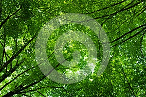 Green leaves on spring tree background. Green leaf forest greenery background. Green leaf forest on blurred greenery