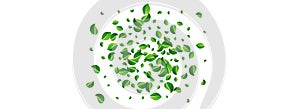 Green Leaves Spring Vector Panoramic White