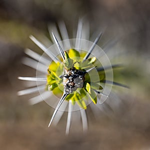 Green Leaves Sprouting On The Tip of an Ocatillo photo