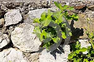 Green leaves and sprouts of a fig tree in spring, sprouted among the stones