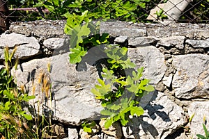 Green leaves and sprouts of a fig tree in spring, sprouted among the stones