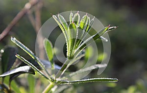 Green leaves and stem of Galium aparine