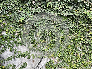Green leaves and stems vine in front of concrete wall