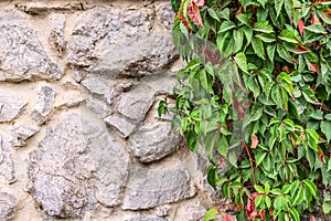 Green leaves on a stone wall background