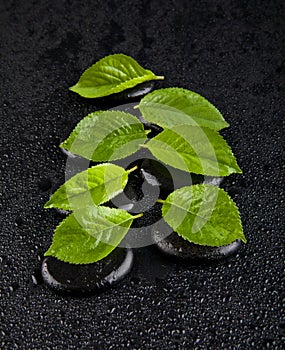 Green leaves on the stones in the water droplets on black background