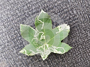 Green leaves with strange abstract patterns on their surface  on a dark background