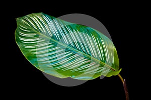 Green leaves stripe calathea ornata isolated on black background with clipping path