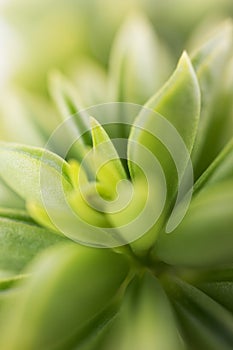 Green leaves succulent plant background macro with selective focus