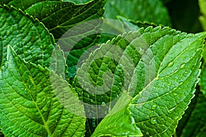 Green Leaves After a Summer Rain