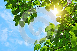 Green leaves and sun