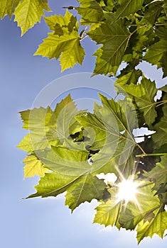 Green leaves in the sun