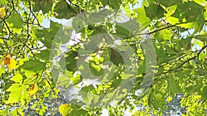 Green leaves and sun light