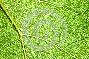 Green leaves of sunflowers