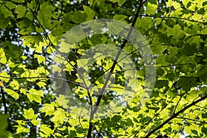 Green leaves and sunlight in the canopy of trees in the late summer wood.