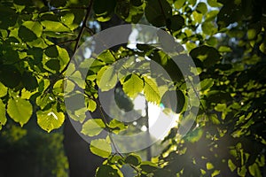 Green leaves and sunlight. Carbon neutrality background photo