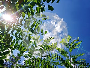 Green leaves and sunny blue sky nice background