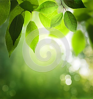 Green leaves in sunny forest