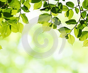 Green leaves in sunny spring day