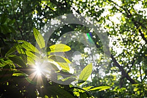 Green leaves and sunshine