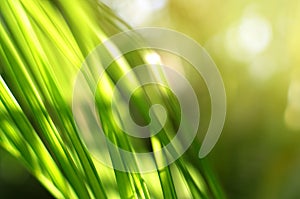 Green leaves on sunshine, abstract bokeh background