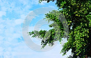 Green leaves in sunshine on blue sky background, blank text