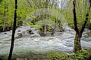 White water surrounds a small island in the Smokies. photo