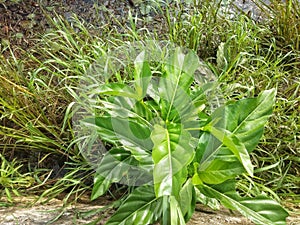 the green leaves on the swamp land in Kalimantan, Indonesia 7