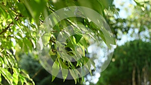 Green leaves sway in the wind