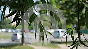 Green leaves swaying outside in slow motion.