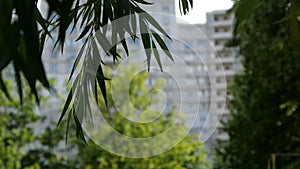 The green leaves swaying outside in slow motion.