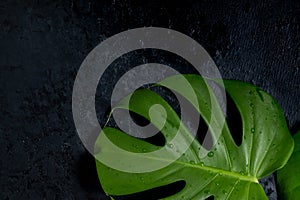 Green leaves of Swiss Cheese plant monstera on a black background. Beautiful tropical template for advertising cosmetics