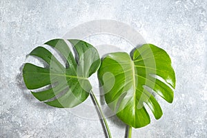 Green leaves of Swiss Cheese plant monstera on a gray concrete background. Beautiful tropical template for advertising